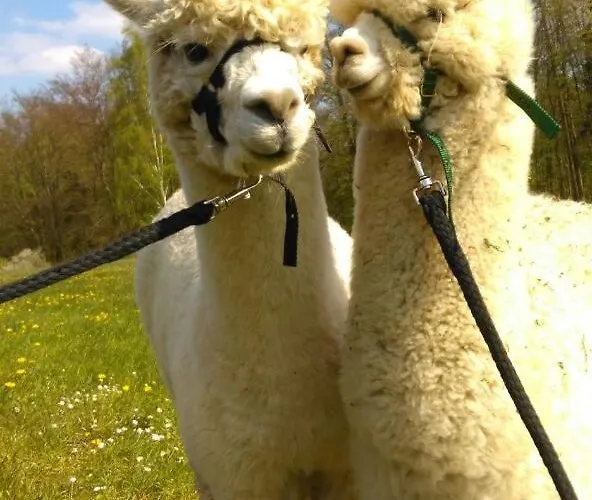 Apartmán Am Schierbach